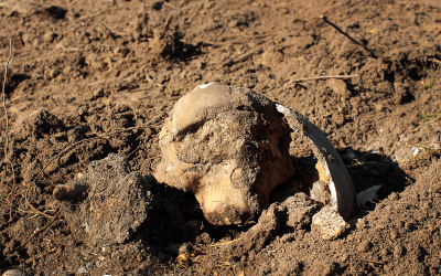4000 år gamle menneskeknogler fundet i Hornsherred